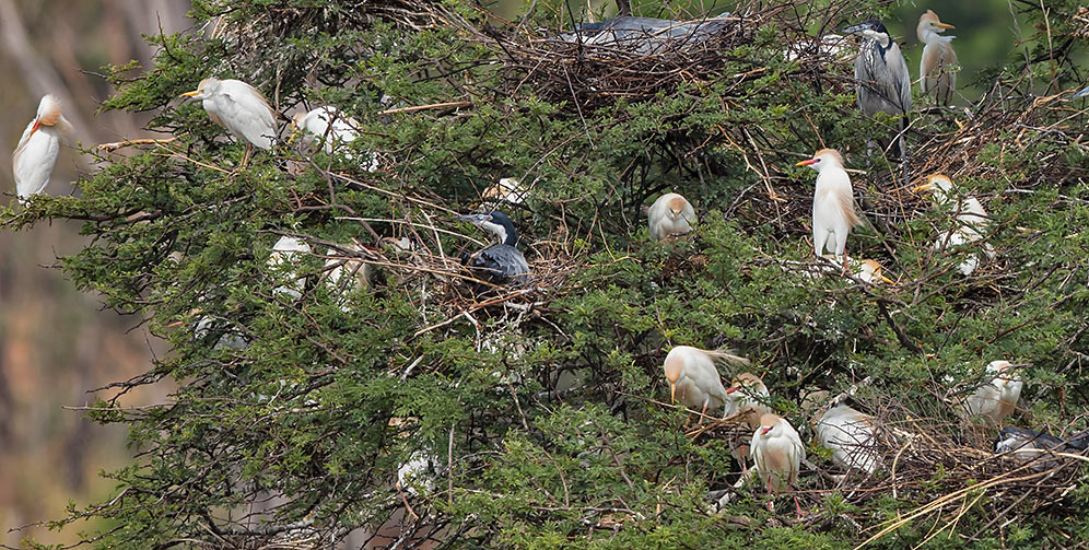 Cattle Egrets breeding